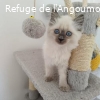 AMANDE