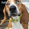 ANGELO