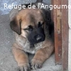 ARES