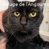 ARIO