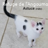 ASTUCE