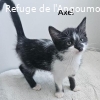 AXEL