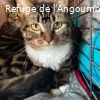 BAGHIE