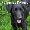 BENGA