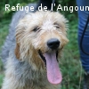 BENJI