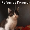 BOURI