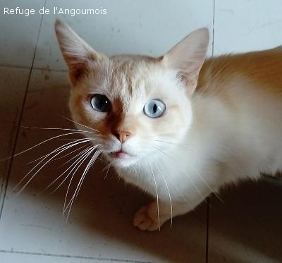 Petites Annonces Chats Adoptes Calin