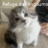 CAMILLE