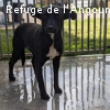 FIDELE