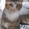 FLIPPOUNE