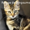 GRIBOUILLE