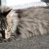 HERCULE