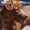 IAGO