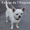 AMIGO