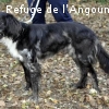 LAIDY renommée MOLLIE