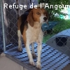 LANCETTE