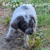 CHOUPIE