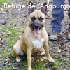 PEPITA