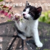 PETIT TCHOQ