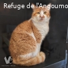 PLINIO