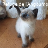 POMPON