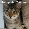 PUCE