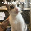 TIGROU