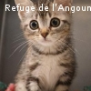 TIGROU