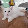 VANILLE