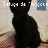 VIRGULE