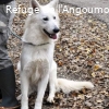 VIZIR