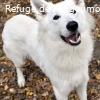 VIZIR